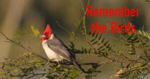 Remember the Birds